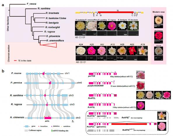 WilliamHILL中国青年教师张晓妮在Nature Genetics发文绘制首个月季泛基因组图谱